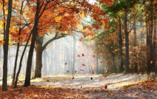 Forest with autumn leaves.