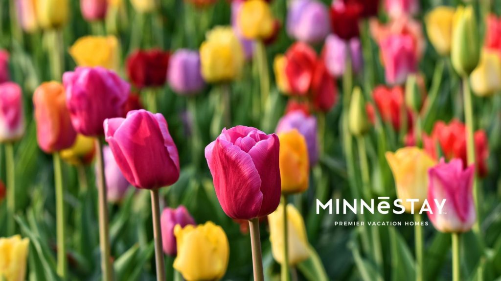 Tulips at one of the beautiful arboretums in Minneapolis Minnesota